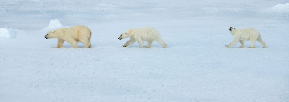 Russia-High Arctic-Franz Josef Land Polar bear female with two cubs on sea ice